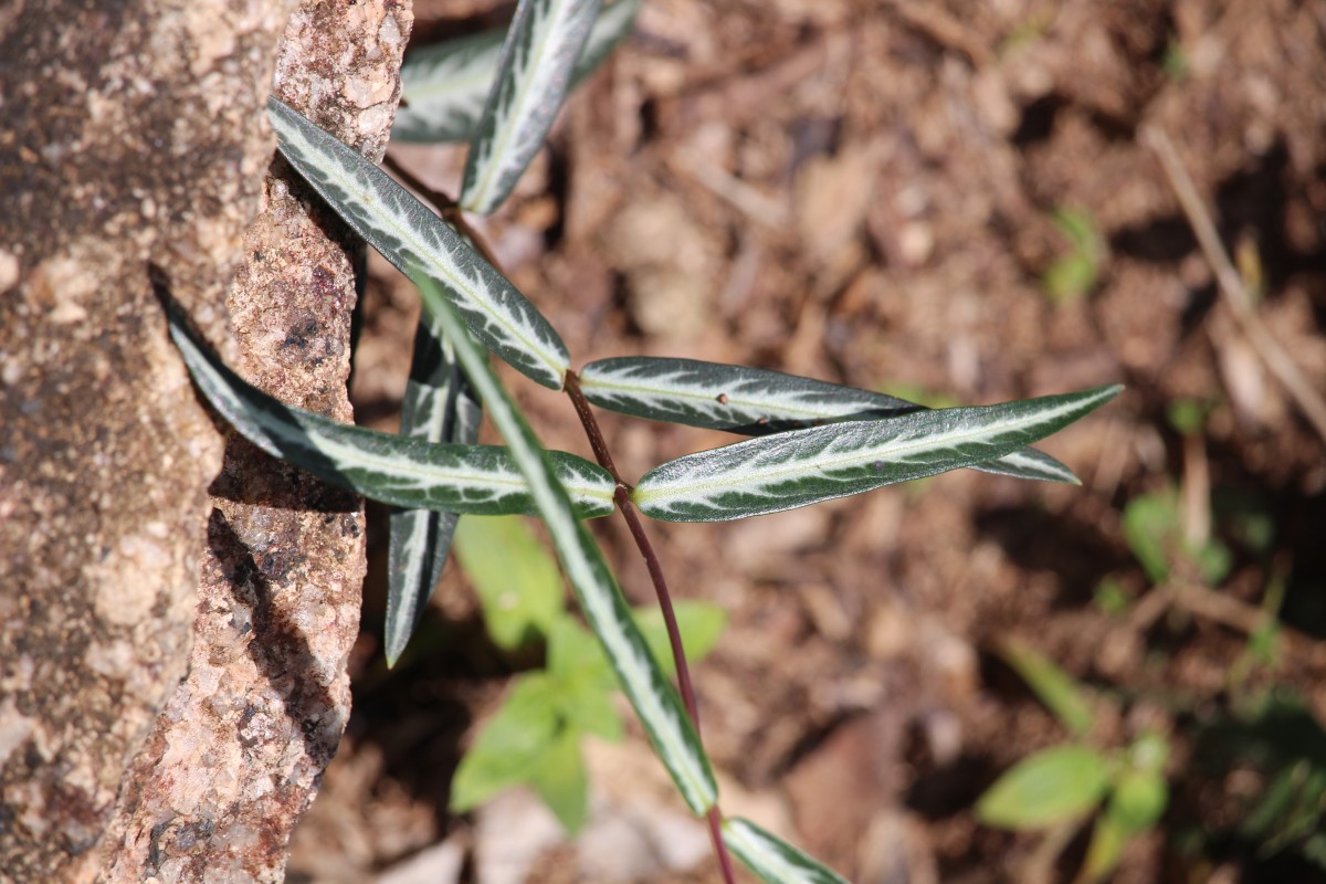 Hemidesmus indicus (L.) R.Br.